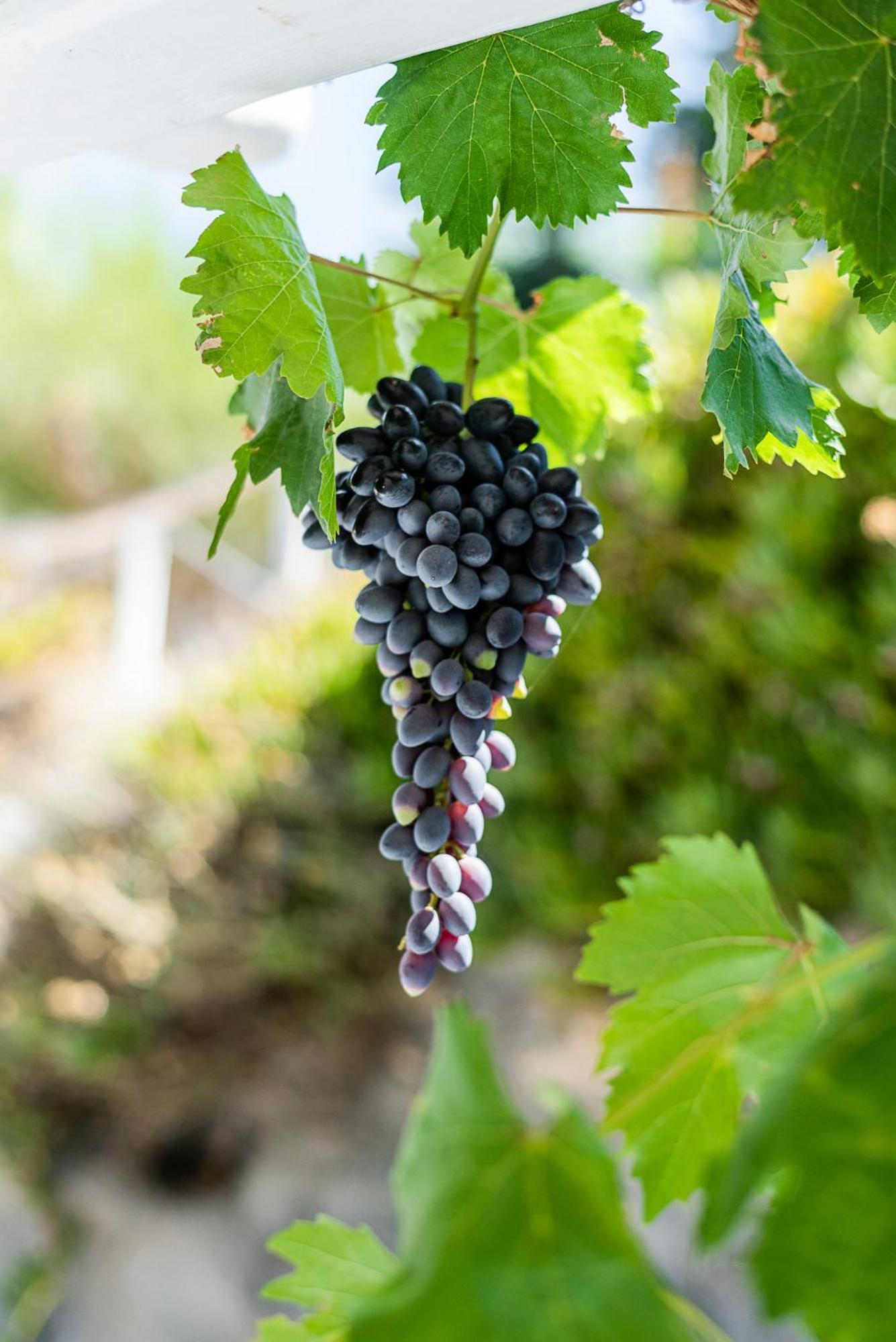Kostantakis Winery Estate Vendégház Pollónia Kültér fotó