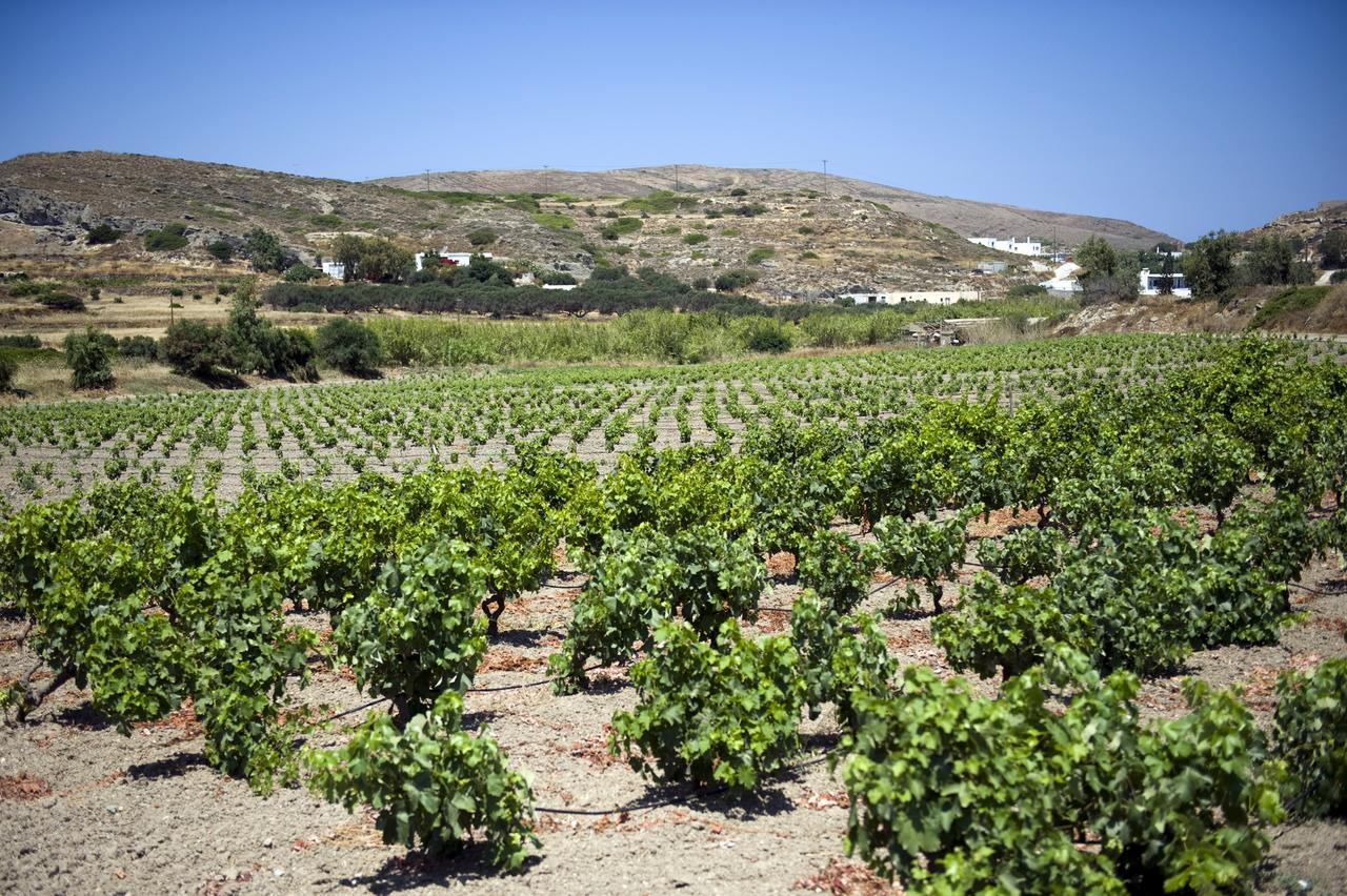 Kostantakis Winery Estate Vendégház Pollónia Kültér fotó